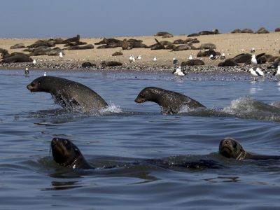 namibie-swakopmund-walvis-bay-pelican-point-kajakken-zeehonden